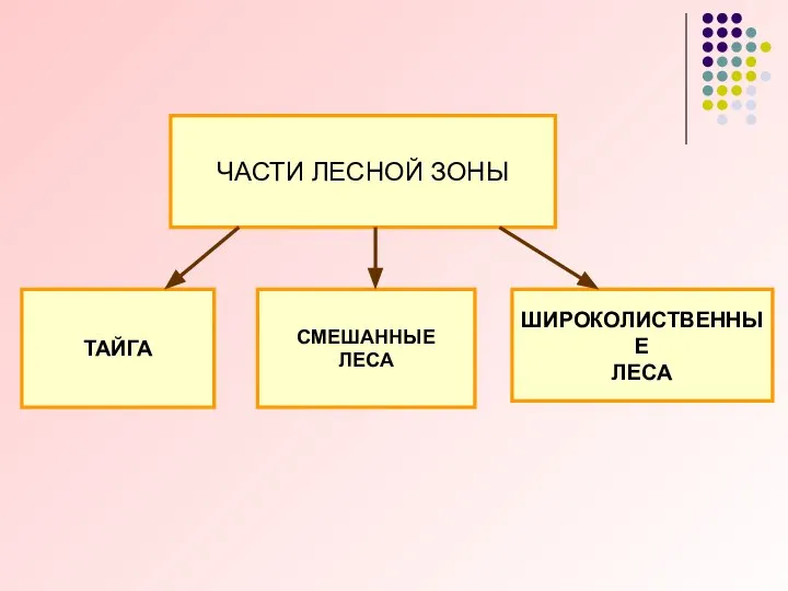 ТАЙГА ШИРОКОЛИСТВЕННЫЕ ЛЕСА СМЕШАННЫЕ ЛЕСА ЧАСТИ ЛЕСНОЙ ЗОНЫ