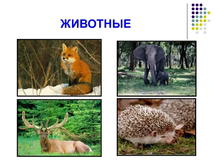 ЖИВОТНЫЕ