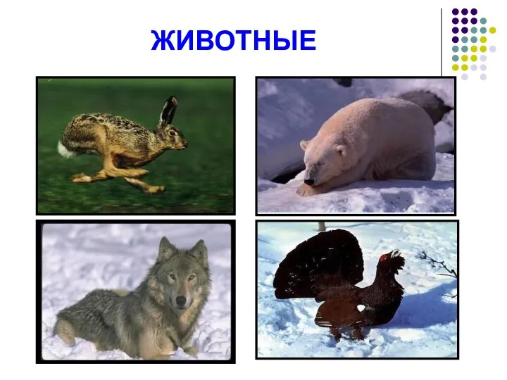 ЖИВОТНЫЕ