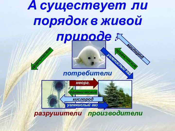 А существует ли порядок в живой природе ? производители потребители разрушители