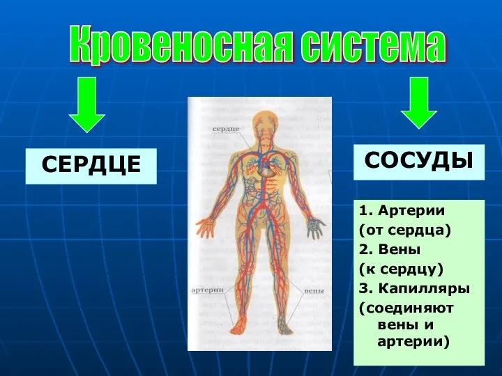 Кровеносная система СЕРДЦЕ СОСУДЫ 1. Артерии (от сердца) 2. Вены (к