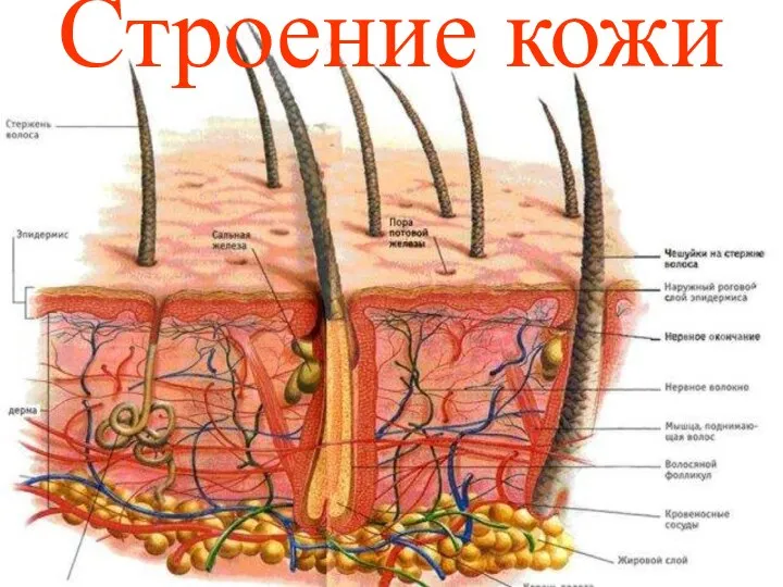 Строение кожи