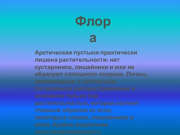 Арктическая пустыня практически лишена растительности: нет кустарников, лишайники и мхи не