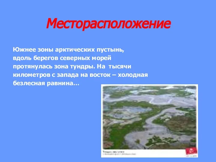 Месторасположение Южнее зоны арктических пустынь, вдоль берегов северных морей протянулась зона