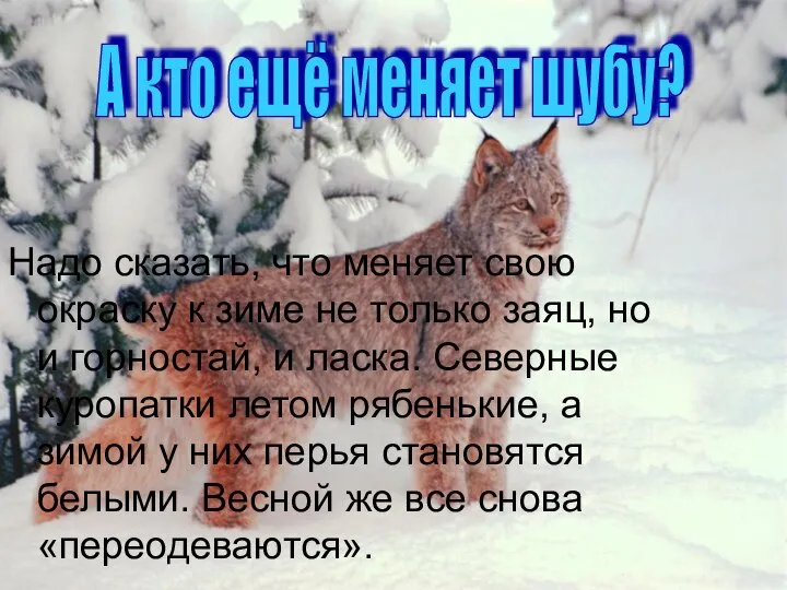 Надо сказать, что меняет свою окраску к зиме не только заяц,