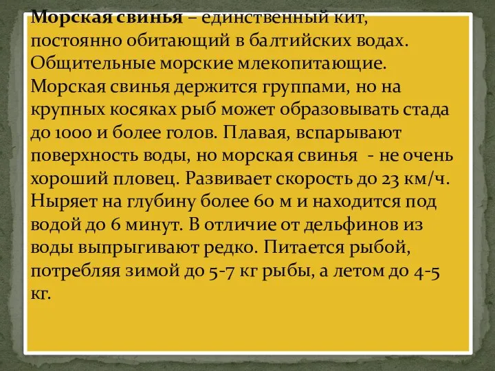 Морская свинья – единственный кит, постоянно обитающий в балтийских водах. Общительные