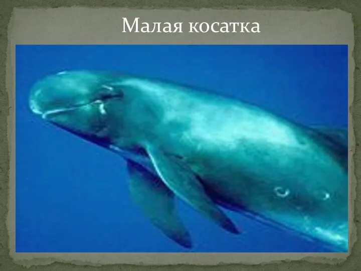 Малая косатка