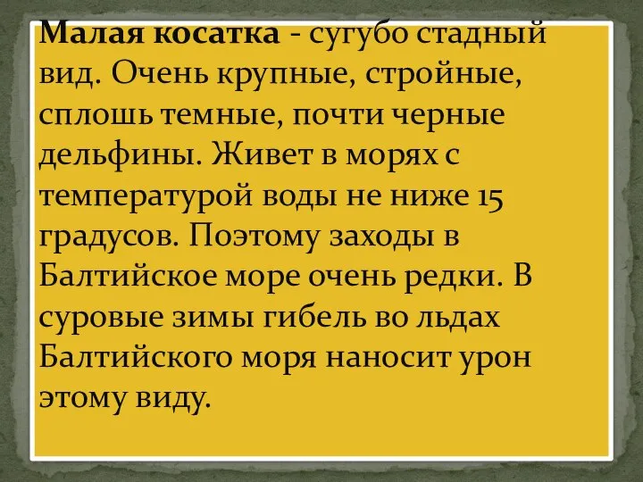 Малая косатка - сугубо стадный вид. Очень крупные, стройные, сплошь темные,