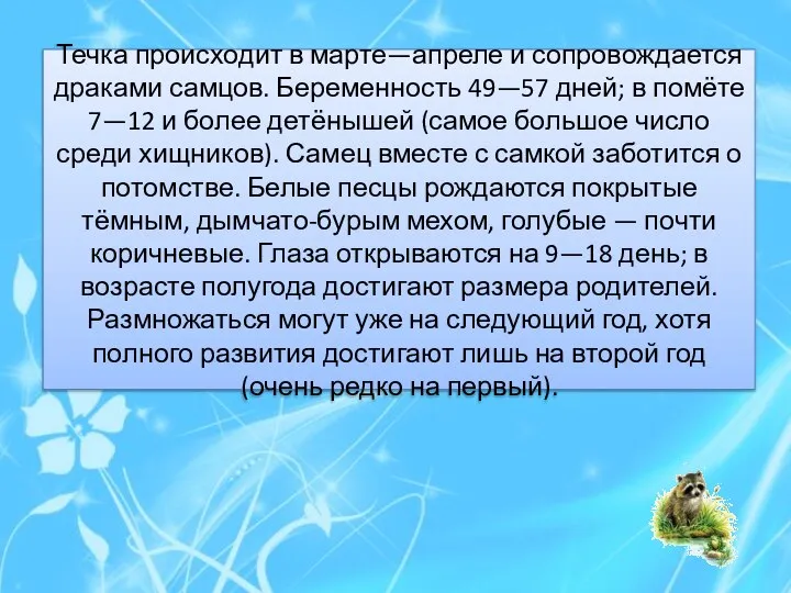 Течка происходит в марте—апреле и сопровождается драками самцов. Беременность 49—57 дней;