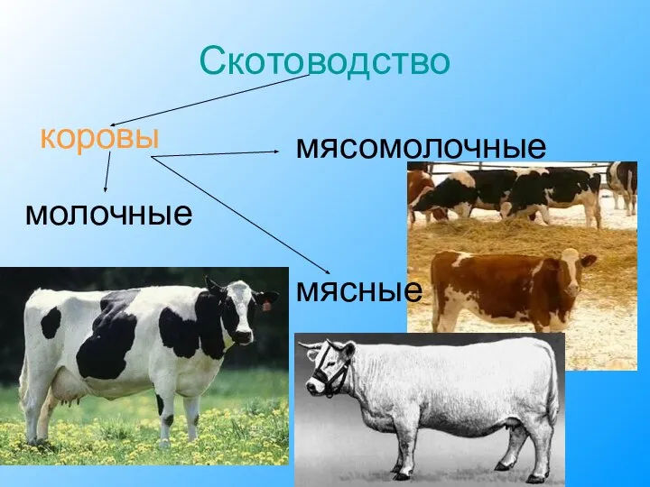 Скотоводство коровы мясомолочные молочные мясные