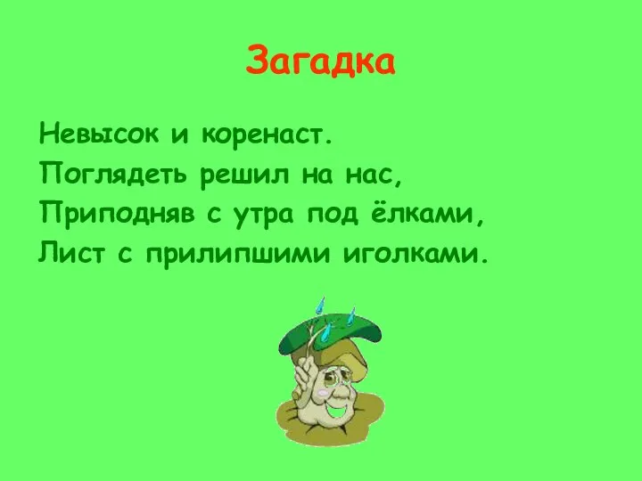 Загадка Невысок и коренаст. Поглядеть решил на нас, Приподняв с утра