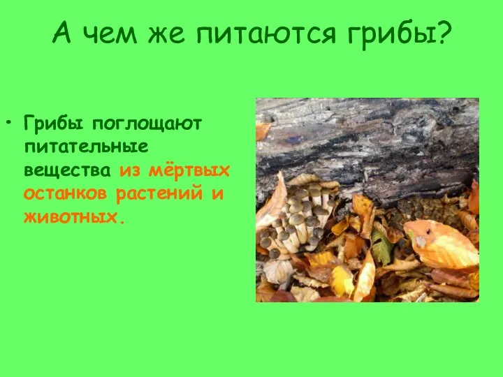 А чем же питаются грибы? Грибы поглощают питательные вещества из мёртвых останков растений и животных.