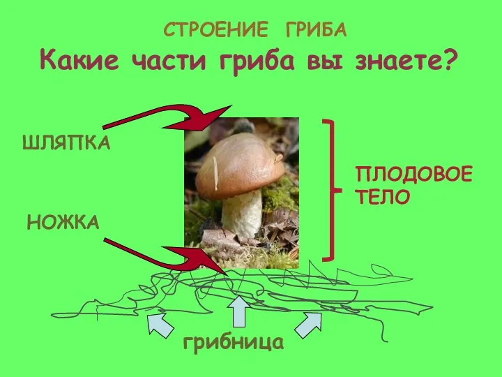 ШЛЯПКА НОЖКА грибница ПЛОДОВОЕ ТЕЛО СТРОЕНИЕ ГРИБА Какие части гриба вы знаете?