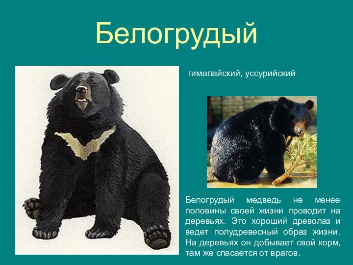 Белогрудый гималайский, уссурийский Белогрудый медведь не менее половины своей жизни проводит