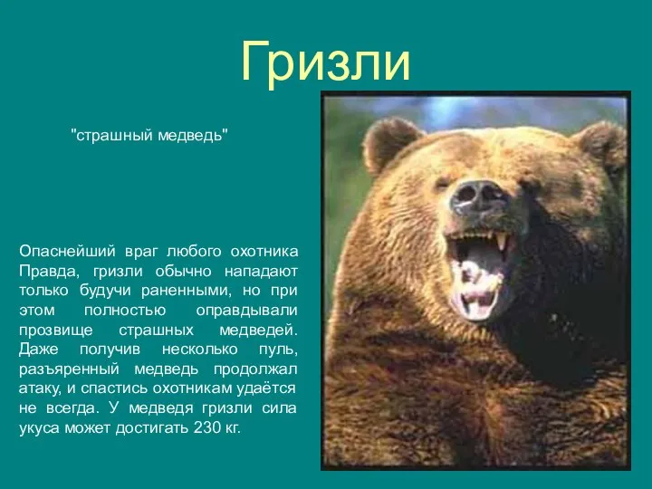 Гризли "страшный медведь" Опаснейший враг любого охотника Правда, гризли обычно нападают