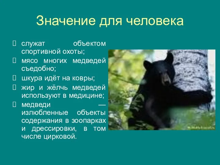 Значение для человека служат объектом спортивной охоты; мясо многих медведей съедобно;