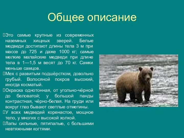 Общее описание Это самые крупные из современных наземных хищных зверей. Белые