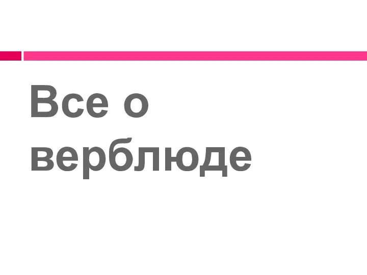 Все о верблюде