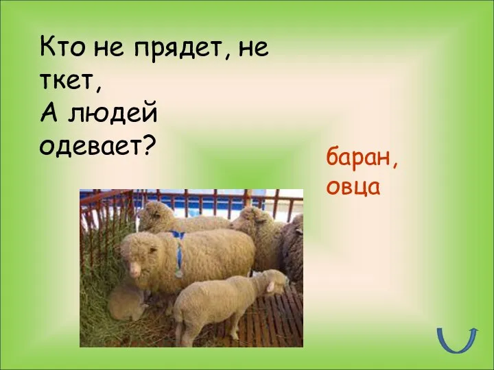 Кто не прядет, не ткет, А людей одевает? баран, овца