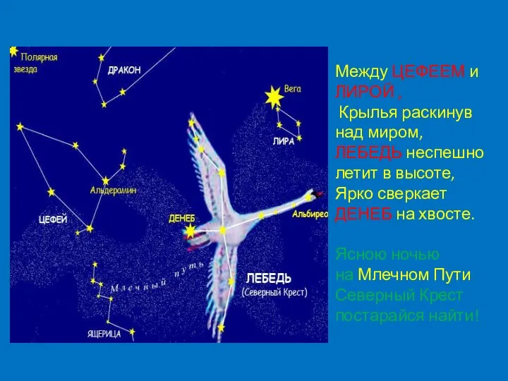 Между ЦЕФЕЕМ и ЛИРОЙ , Крылья раскинув над миром, ЛЕБЕДЬ неспешно