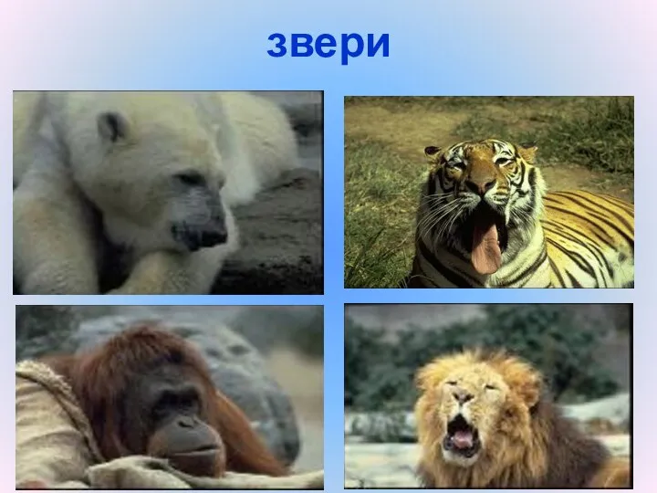 звери