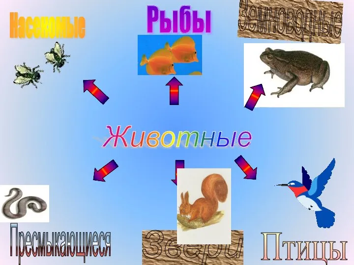 Насекомые Рыбы Земноводные Пресмыкающиеся Птицы Звери Животные