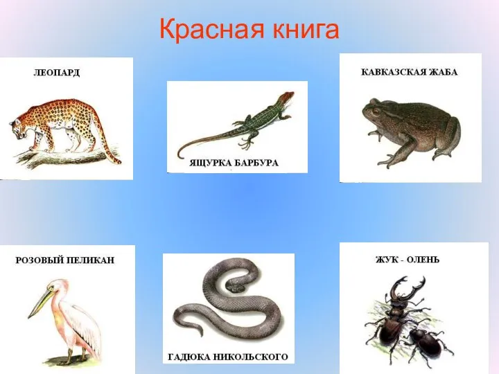 Красная книга