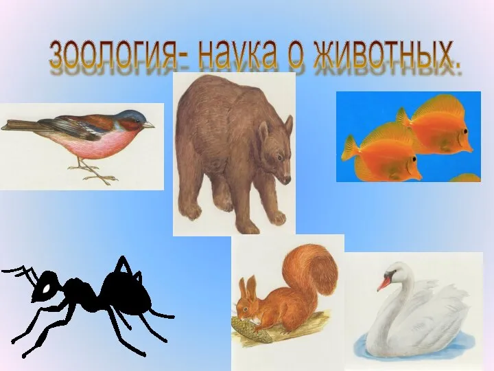 зоология- наука о животных.