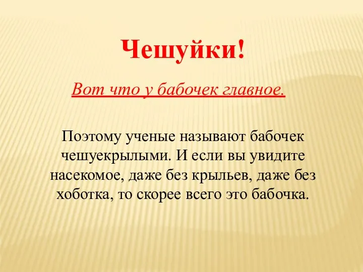 Чешуйки! Вот что у бабочек главное. Поэтому ученые называют бабочек чешуекрылыми.