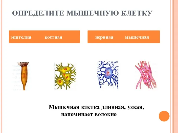 ОПРЕДЕЛИТЕ МЫШЕЧНУЮ КЛЕТКУ Мышечная клетка длинная, узкая, напоминает волокно эпителия костная нервная мышечная