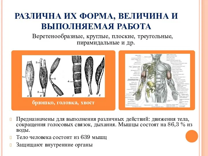 РАЗЛИЧНА ИХ ФОРМА, ВЕЛИЧИНА И ВЫПОЛНЯЕМАЯ РАБОТА Предназначены для выполнения различных