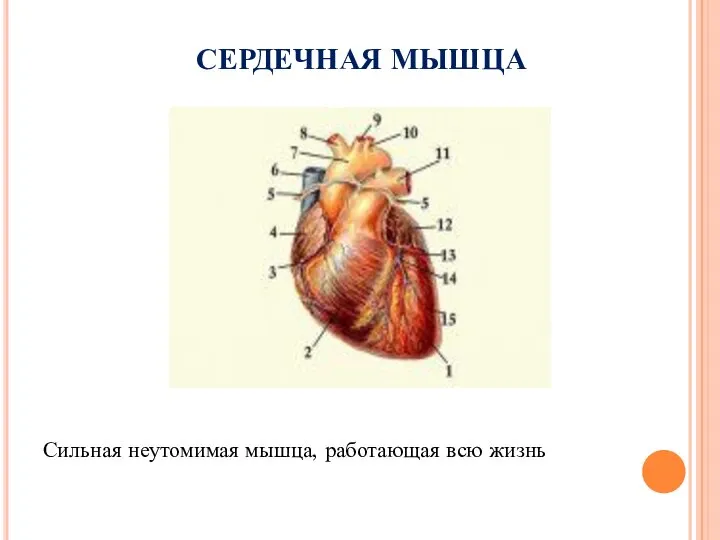 СЕРДЕЧНАЯ МЫШЦА Сильная неутомимая мышца, работающая всю жизнь