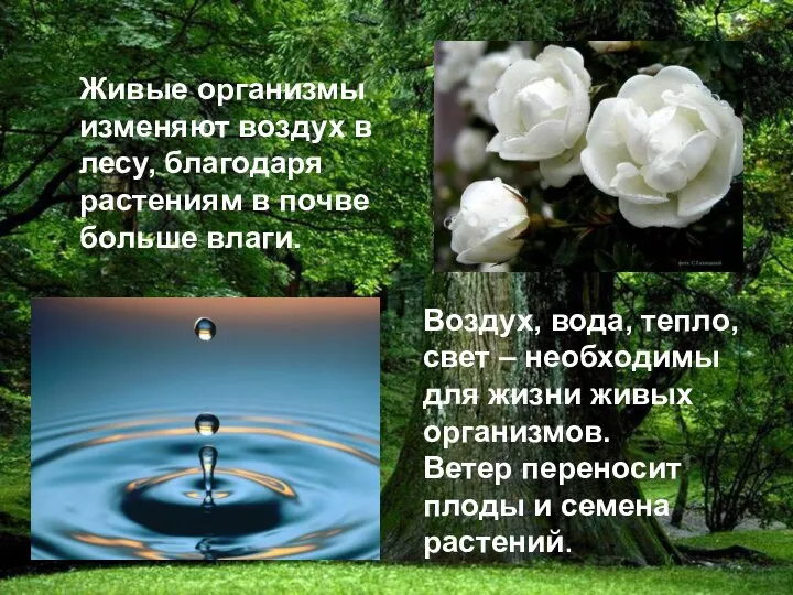 Живые организмы изменяют воздух в лесу, благодаря растениям в почве больше