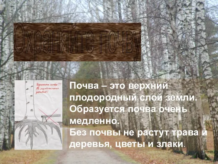 Охраняйте почву Почва – это верхний плодородный слой земли. Образуется почва