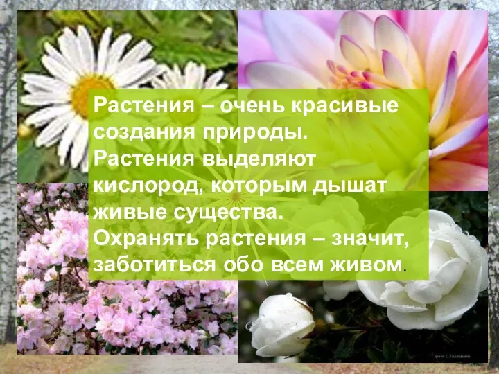 Растения – очень красивые создания природы. Растения выделяют кислород, которым дышат