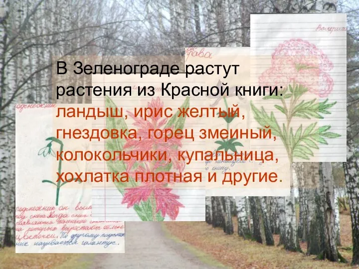 В Зеленограде растут растения из Красной книги: ландыш, ирис желтый, гнездовка,