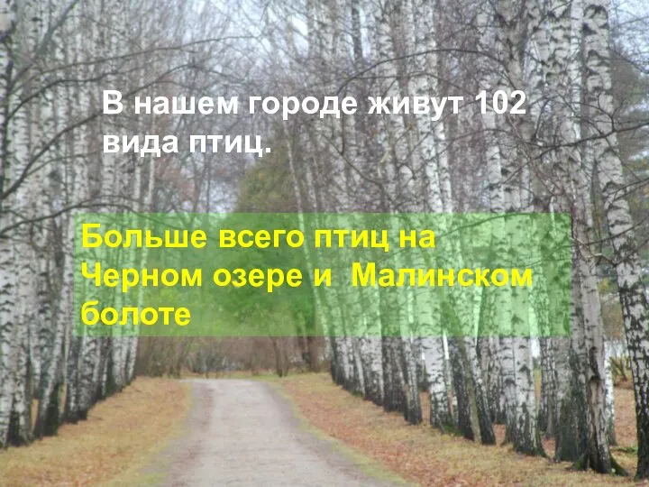 В нашем городе живут 102 вида птиц. Больше всего птиц на Черном озере и Малинском болоте