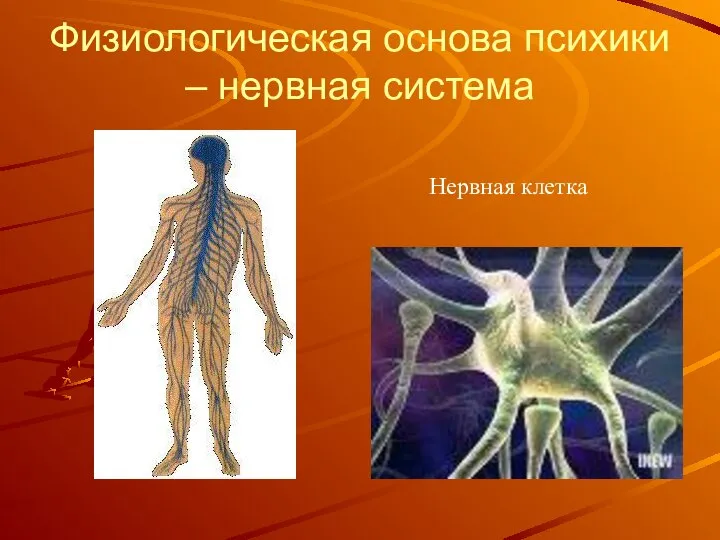 Физиологическая основа психики – нервная система Нервная клетка