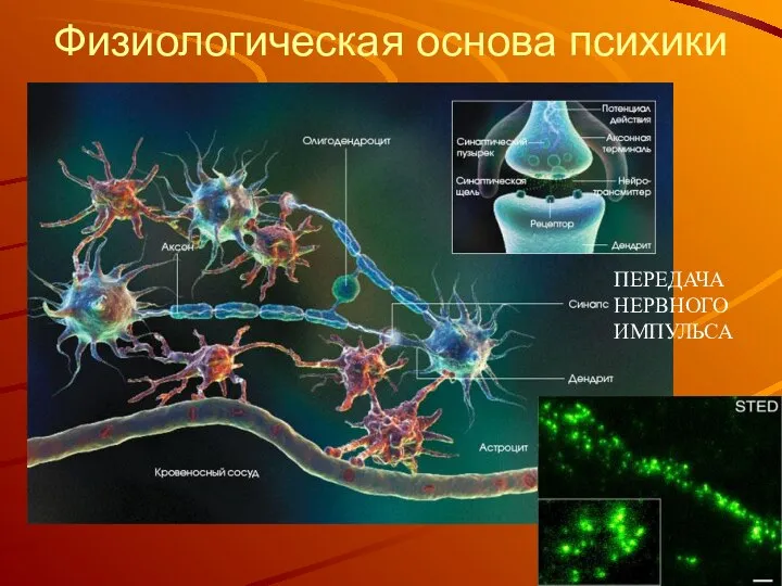 Физиологическая основа психики – нервная система ПЕРЕДАЧА НЕРВНОГО ИМПУЛЬСА