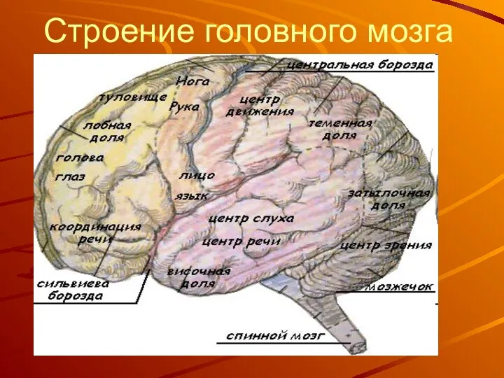 Строение головного мозга