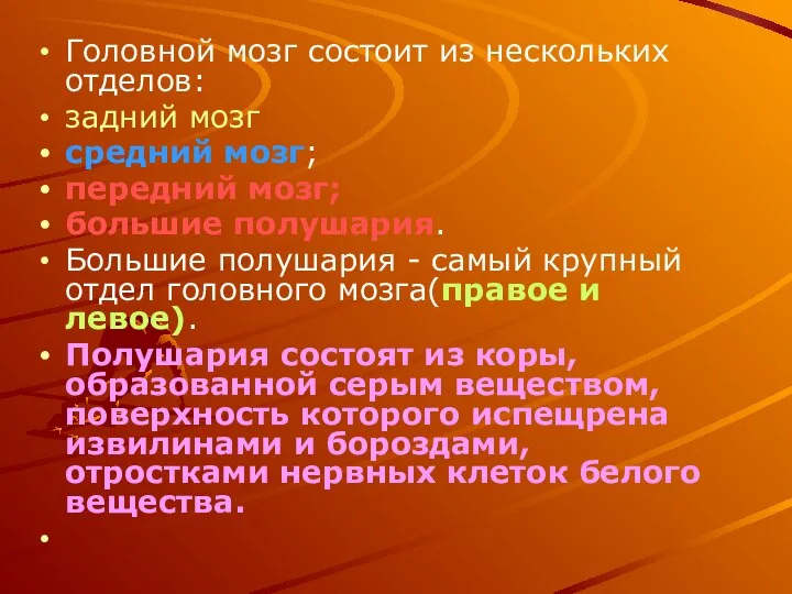 Головной мозг состоит из нескольких отделов: задний мозг средний мозг; передний