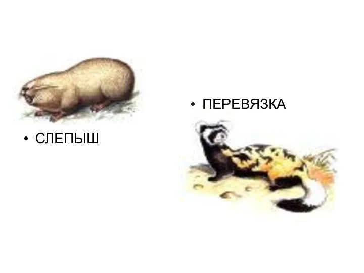 СЛЕПЫШ ПЕРЕВЯЗКА