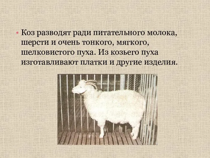 Коз разводят ради питательного молока, шерсти и очень тонкого, мягкого, шелковистого