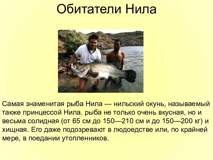 Обитатели Нила Самая знаменитая рыба Нила — нильский окунь, называемый также