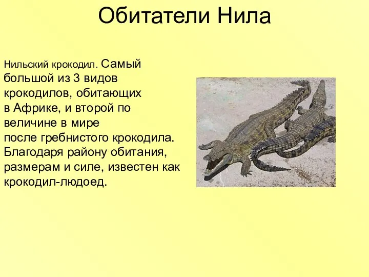 Обитатели Нила Нильский крокодил. Самый большой из 3 видов крокодилов, обитающих