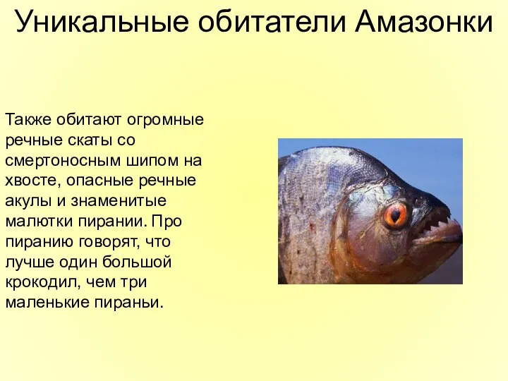 Также обитают огромные речные скаты со смертоносным шипом на хвосте, опасные