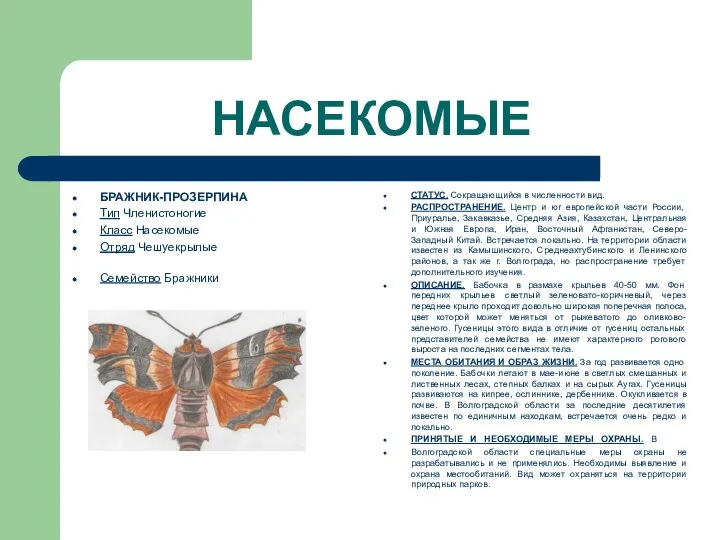 НАСЕКОМЫЕ БРАЖНИК-ПРОЗЕРПИНА Тип Членистоногие Класс Насекомые Отряд Чешуекрылые Семейство Бражники СТАТУС.