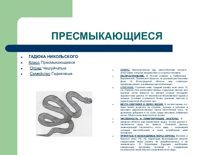 ПРЕСМЫКАЮЩИЕСЯ ГАДЮКА НИКОЛЬСКОГО Класс Пресмыкающиеся Отряд Чешуйчатые Семейство Гадюковые СТАТУС. Малоизученный