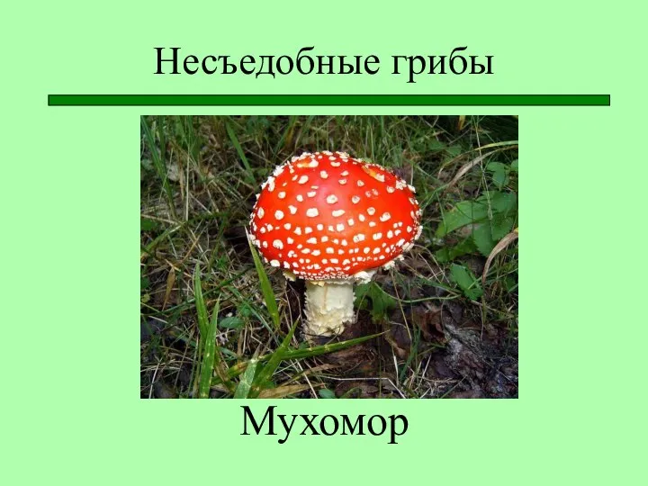 Несъедобные грибы Мухомор