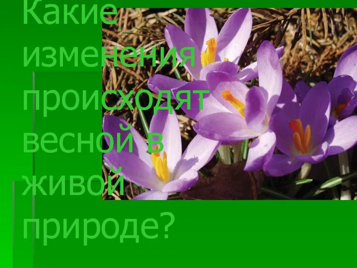 Какие изменения происходят весной в живой природе?